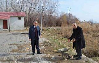 Adilcevaz’da sokak hayvanları için ekmek ve sakatat...
