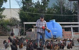 Afgan Ramazani Sinop’ta yumurta üretimi yapıyor