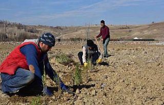 Ahlat Lavanta Parkı Projesi fotoğraf turizmine katkı...