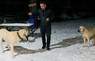 AK Gönüller sokak hayvanlarını unutmuyor