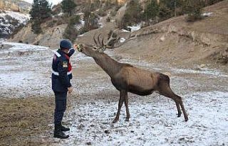 Alageyik sürüsü, her gün geldikleri kışlada...
