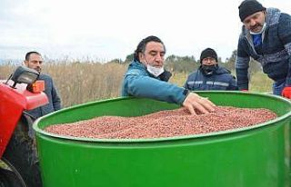 Aliağa’da Damızlık Koyun Üretim Merkezi için...
