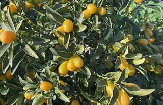 “Altın portakal” kumkuat İzmir’de üretilmeye...