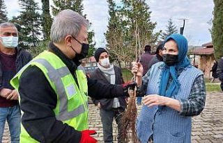 Altınordu’da 100 bin fidan toprakla buluşturuluyor