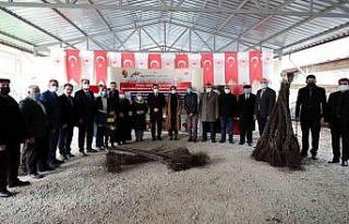Amasya çiftçisine 40 binden fazla ceviz ve kuşburnu...