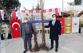 Amasya çiftçisine misket elma ve Trabzon hurması...