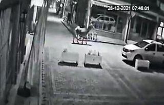 Ankara’da aç kalan geyik şehir merkezine indi