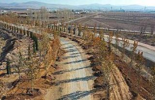Ankara’da, Haziran ayına kadar hedef 70 bin ağaç