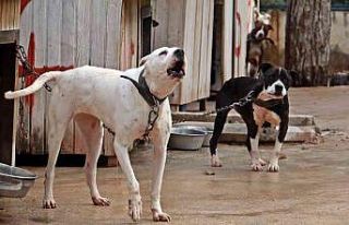 Antalya Sokak Hayvanları Bakımevi 100’e yakın...