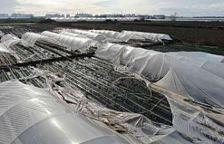 Antalya’da şiddetli fırtına çilek seralarını...