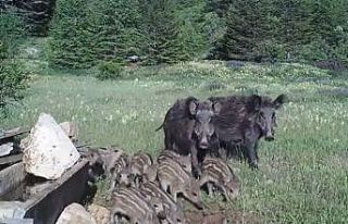Antalya’da yaban hayatı fotokapana yansıdı