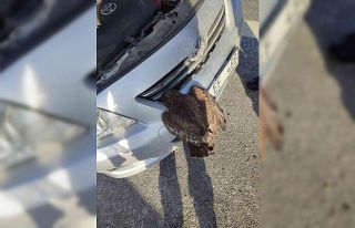 Araç panjuruna sıkışan yabani şahini jandarma...