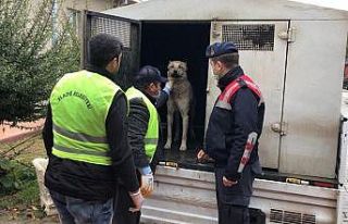 Aracın arkasına bağlanıp eziyet edilen köpek...