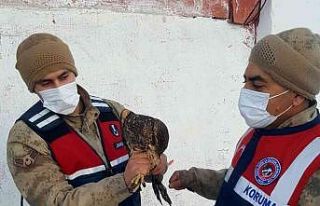 Ardahan’da çakır kuşu donmak üzereyken bulundu