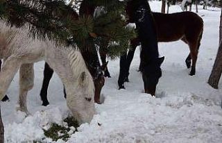 Ardahan’ın yılkı atları kışın özgür, yazın...