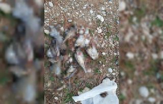 Ardıç kuşu avlarken yakalandılar