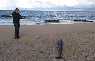 Arnavutköy’de kıyıya ölü yunus balığı vurdu