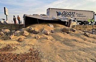 Arpa yüklü kamyon devrildi: 1 yaralı