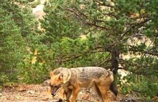 Artvin’de yaban hayatı fotokapanla görüntülendi