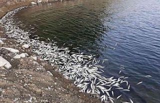 Aslantaş Barajı’nda korkutan tablo... Binlerce...