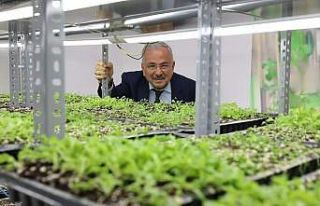 Ata tohumları Ordu’da hayat buluyor