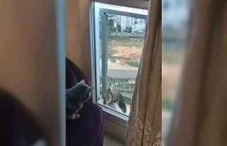 Atmaca balkon kapısı ile camı arasında sıkıştı