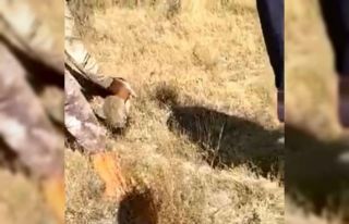 Avcılar elleriyle yakaladığı tavşanı geri doğaya...