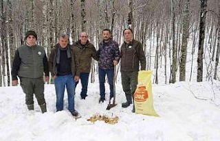 Avcılar yabanî hayvanlar için ormana yem bıraktı