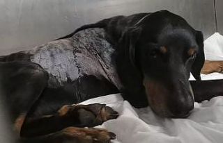 Avcıların silahından çıkan kurşun av köpeğine...