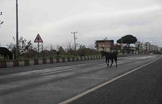 Aydın’da başıboş yük hayvanları sürücülerin...