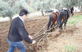 Aydın’da yağışı gören tarlaya indi