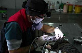 Bağcılar’da can dostlara 5 yıldızlı sağlık...