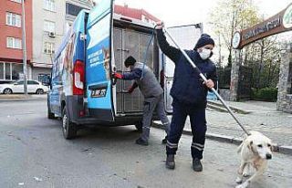 Bağcılar’da sokak hayvanları güvende