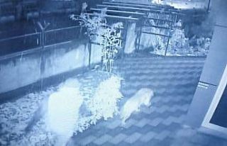 Bahçedeki kangal köpeği hırsızlığı güvenlik...