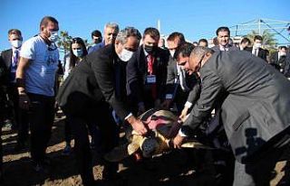 Bakan Kurum ve Özer tedavisi tamamlanan 2 caretta...