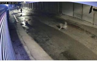 Bakkala giren hırsızları köpek kovaladı