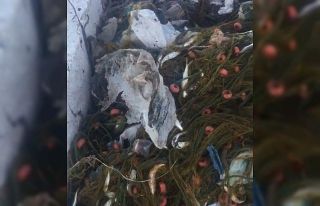 Balıkçıların ağlarına takılanlar pes dedirtti