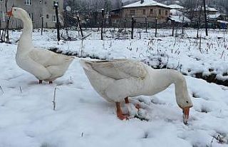 Bartın’da yüksek kesimlerde kar yağışı