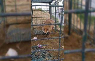 Başıboş köpekler için kurulan tuzak kafesinden...