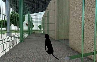 Başiskele’de sokak hayvanları için bakımevi...