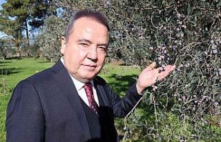 Başkan Böcek: “Zeytin Park’ı korumak boynumuzun...