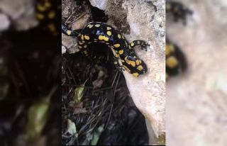 Batman’da nesli tükenmekte olan ‘Türk semenderi’...