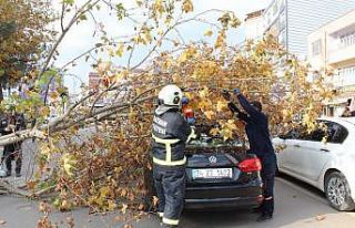Batman’ı fırtına vurdu, ağaçlar devrildi