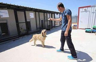 Bayraklı Belediyesi 1 yılda 4 bin 740 sokak hayvanına...