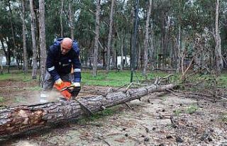 Beach Park’ta tehlike oluşturan ağaçlara önlem