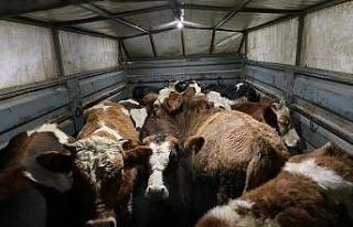 Besiciyi hedef alan dolandırıcılar yakalandı