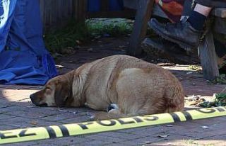Beslediği köpek ölü bulunan evsiz adamın başından...