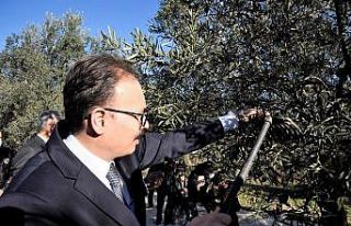 Bilecik’te zeytin hasadı yapıldı