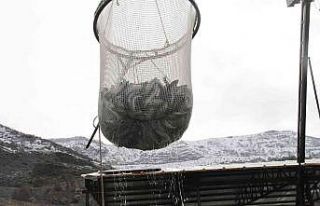 Bingöl’de 325 ton alabalık hasadı yapıldı