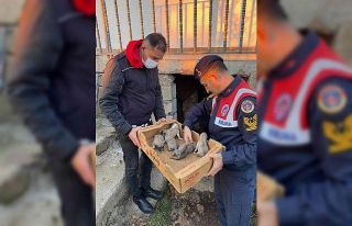 Bingöl’de jandarma, 8 yavru ve anne köpeği donmak...